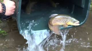 Brown Trout Club Stocking 2017 On Pine creek