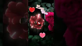 R, 🌹 N 😘 Lovers status video 💟#whatsapp_status