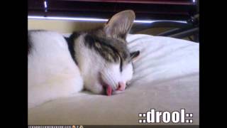 Jazz Music + Cat Purrs (Relaxing Videos)