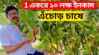 এঁচোড় চাষে ১একরে বছর১০ লক্ষ টাকা ইনকাম। Jackfruit farming in West Bengal.