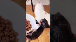 Very Hungry Kitten Greedily Grabs Food #Shorts Funny TikTok Videos 2021