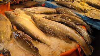 Mega Alive Fish Market | Sea fish Market| largest fish market in Asia