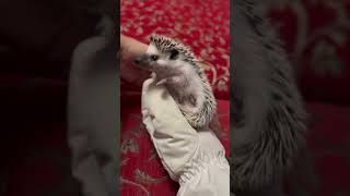 Африканский карликовый еж 🦔 по кличке Ёё #еж #animals  #африканскийкарликовыйеж #животные #юмор