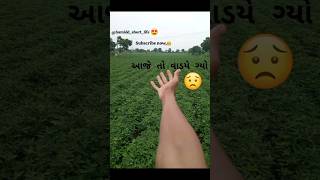 આજે તો વાડીએ ગયો,😳🌱 village life gujrati vlog #minivlog #vairalshort #trending @Hamidd_short_life