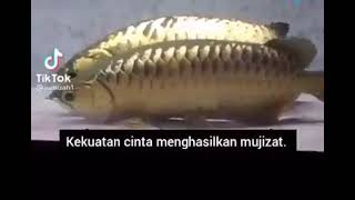 Ikan louhan bercinta