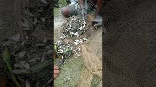 Amazing fishing videi #video #funny #fishng #fishingtechniques #bhojpuri #fishig #fishinglife