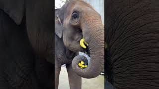 Very smart, he knows how to eat little by little. Elephant eats banana. Dragon Dream Animal Worl