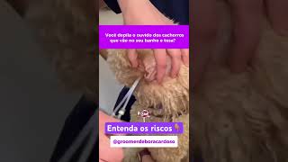 Você depila os ouvidos do seu cachorro? Saiba mais nos comentários 👇🏽 #pets #music #cachorro