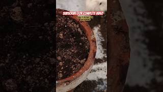 How to prepare soil for Planting Complete video will be uploaded soon. #homegarden #vegetables #soil