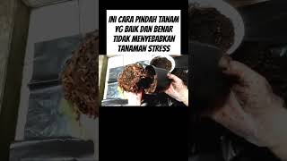 Ini cara pindah tanam yg baik dan benar tidak membuat tanaman stress #pupukorganikterbaik #pupuk