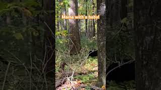 Bears! Ursus americanus! #appalachians #blueridgemountains #shenandoahvalley #ursus