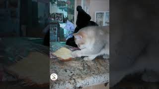 Cats Are Always Cute & Funny Latest Funny Pets Shorts Videos 😺😂😂 -EPS1158 #funnycats