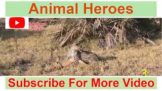 Baboon Save Deer From Leopard || Animal Saving Another Animals || Animal Care || Best Video Ever