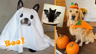 15 divertidas ideas de disfraces de mascotas para Halloween - it's Me Skay