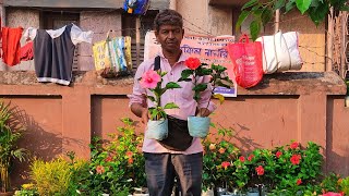 Wholesale & Retell Flower & Fruit Plants Market At Galiff Street Plants Market