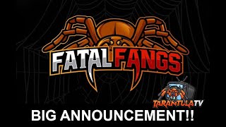 BIG ANNOUNCEMENT! Fatal Fangs Is Coming! Training My Tarantulas!