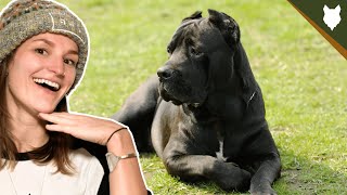 How Intelligent Are CANE CORSO