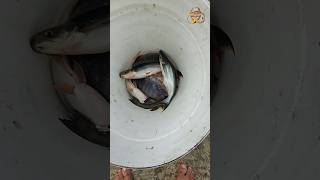 tinha peixe ainda no tanque mais 3 kg #pescaria #ras #piscicultura #pisciculturabrasil