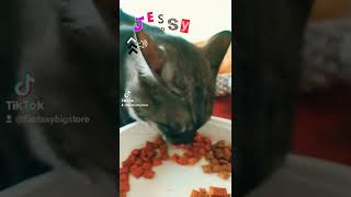 JESSY Asmr | Full video | Cat sound relax - Cat asmr | Sound for sleep | Relaxing sound rumor