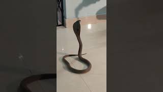 big size cobra #yearofyou #shorts #Snakefriendsayubkoraput