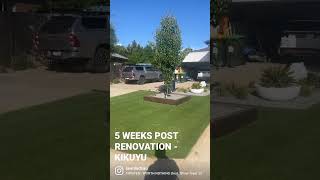 Kikuyu - 5 Weeks Post Renovation #lawn #asmr #lawncare #renovation #shorts #fyp #foryou #trending