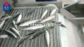 Whole fish freezing with our freezer