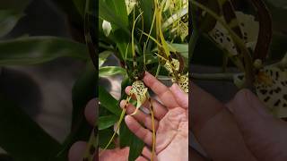 #Shorts #Brassia maculata, ou orquídea-aranha, outra das minhas orquídeas mais antigas, com 15 anos.