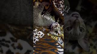 When My Naughty Cat Frist time got his Neck Bell 🔔 #cat #animals #shorts #ytshorts #trending #viral