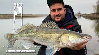 Welche Köderfarbe fängt den größten Zander? Zander Battle am Fluss - Angeln mit Gummifisch