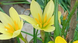 Rain Lilies: The Monsoon Magic | Collecting Rain Lily seeds