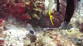 Lionfish Kill Cozumel December 2011