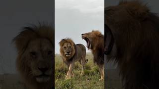 Hermanos en pie de guerra ⚔️ (Osapuk & Olepolos). #lion #wildlife #nature #shorts #short #viralvideo