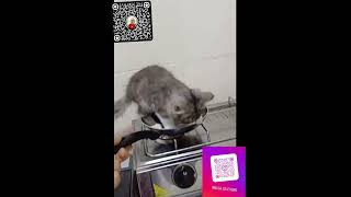 #cat #catoftiktok #catlover #catlovers  #catshorts  #animals #cute #explore #cats #catvideos #shorts