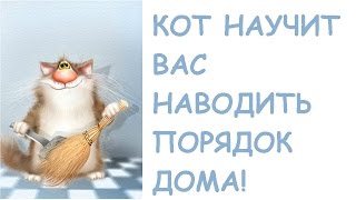 Чистота в доме где живет кот