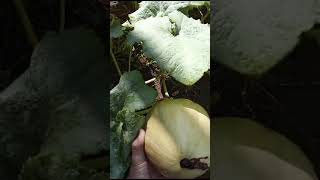 #videos #videovirel #calabaza #calabash #videoshort #abobora #abóbora #paraguay #hortifruti #hortal