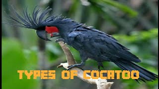 TOP 5 COCKATOOS IN WORLD | MOST BEUTIFUL PARROTS \