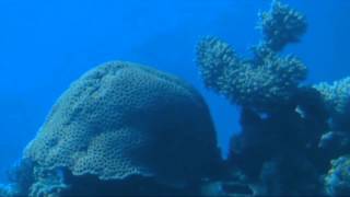 UNDERWATER OBSERVATORY  MARINE PARK  EILAT ISRAEL