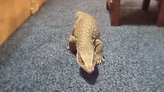 Blue the Savannah Monitor. coming when called.