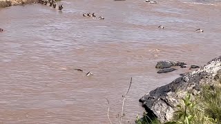 crocodile grabs zebra