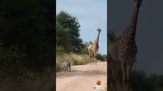 Leopard Bumps Into Giraffe On The Road #wildanimals #animal