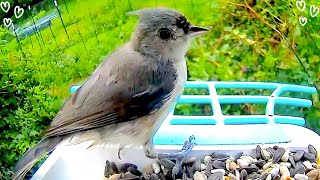 BirdCam: A Stunning Showcase of Birds visting the feeder