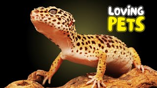 6 Most Friendly REPTILE Pets You Can Own | Beginner's Guide