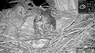 ūpju pāris Bonija un Klaids.  17.02.2021  /Farmer Derek - Great Horned Owls/