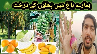 Hmary Bagh main fruits k trees 😍 || Ghouri vlogs||