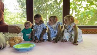 Fours Baby Monkey Sit In Line Curiously For Deliciously Cup Cake