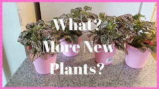 New Plant Haul | My New Plants From Publix