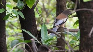 Rufuos Treepie at Dongarmatha, Parshuram, Maharashtra. June 2024