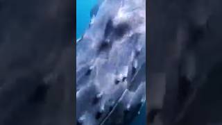 female Humpback Whale #highlights #subscribe #whale #facts #shortsviral #trendingshorts  #shortsfeed