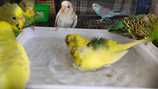 Budgies bathing Birds bathing love birds bathing viral video | By akshimokshi8415