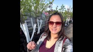 CLIP #26 DWARF KOREAN LILAC TREE! My search is over, found it al last @FLEET FARM! PLANTITA/PLANTITO